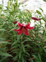 [4262 Mambo No01.JPG]